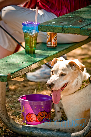 Dog Days of Denton2010-29