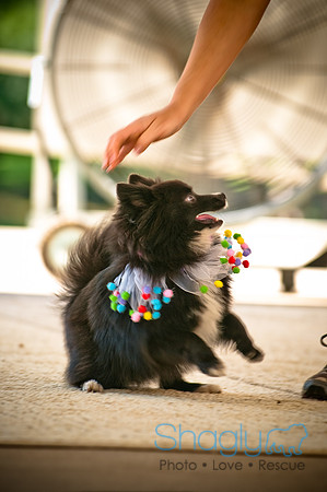 Dog Days of Denton2010-26
