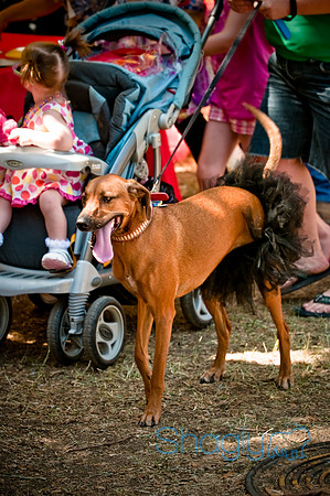 Dog Days of Denton2010-40