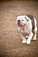 Dog Park 02-20-2010-9