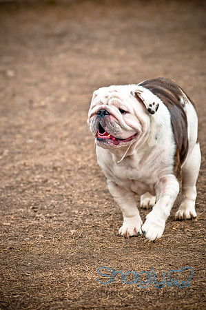 Dog Park 02-20-2010-9