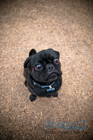Dog Park 02-20-2010-29