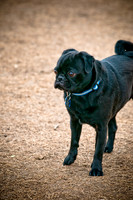 Dog Park 02-20-2010-12