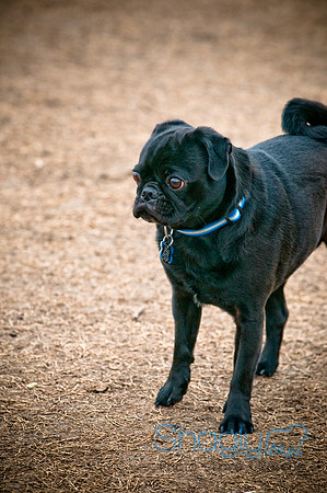Dog Park 02-20-2010-12