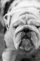 Dog Park 02-20-2010-19