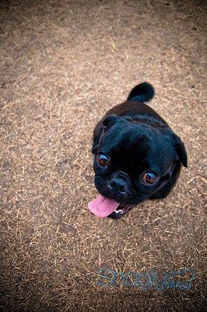 Dog Park 02-20-2010-30