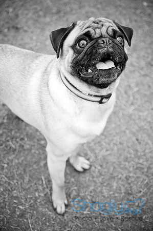 Dog Park 02-20-2010-35