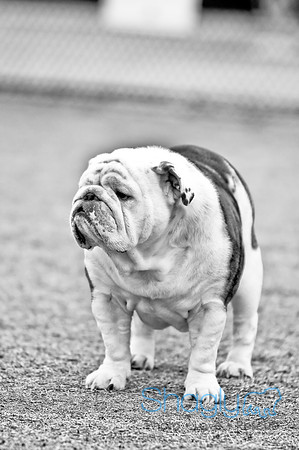 Dog Park 02-20-2010-43