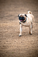 Dog Park 02-20-2010-7