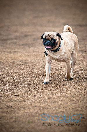 Dog Park 02-20-2010-7
