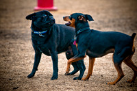 Dog Park 02-20-2010-6