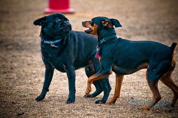 Dog Park 02-20-2010-6
