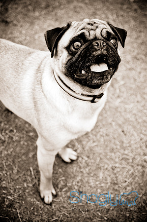 Dog Park 02-20-2010-34