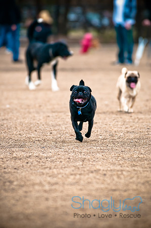 Dog Park 02-20-2010-46