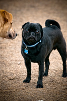 Dog Park 02-20-2010-13