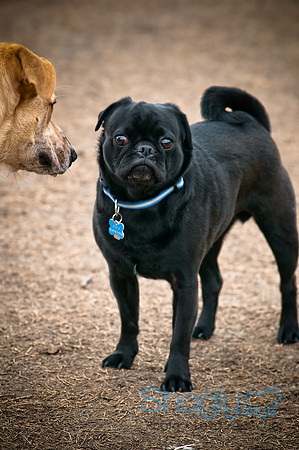 Dog Park 02-20-2010-13