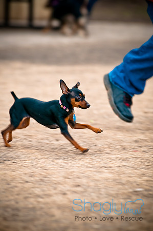 Dog Park 02-20-2010-23