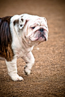 Dog Park 02-20-2010-10