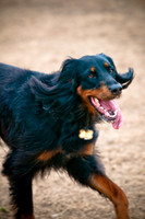 Dog Park 02-20-2010-17