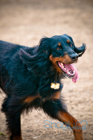 Dog Park 02-20-2010-17