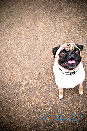 Dog Park 02-20-2010-32