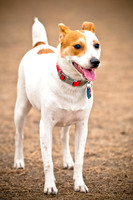 Dog Park 02-20-2010-20