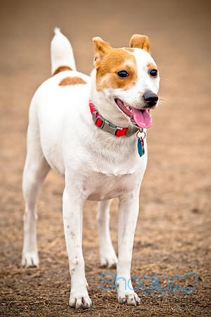 Dog Park 02-20-2010-20