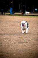 Dog Park 02-20-2010-14