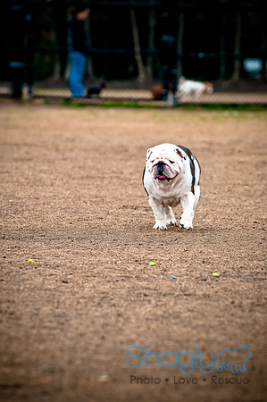 Dog Park 02-20-2010-14
