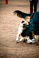 Dog Park 02-20-2010-4