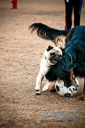 Dog Park 02-20-2010-4