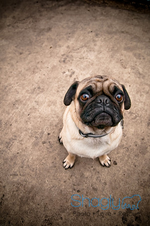 Dog Park 02-20-2010-27