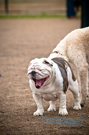 Dog Park 02-20-2010-3