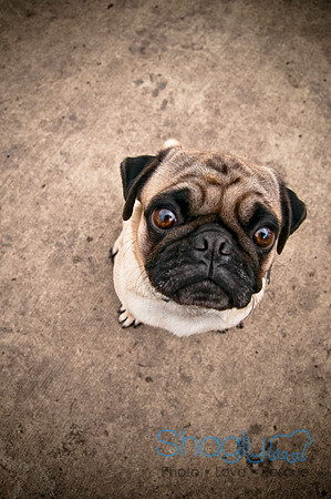Dog Park 02-20-2010-28