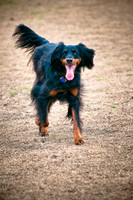 Dog Park 02-20-2010-16