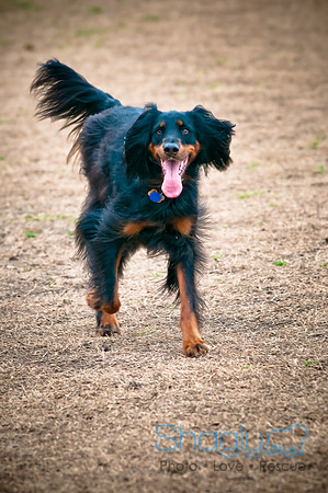 Dog Park 02-20-2010-16