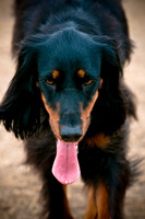 Dog Park 02-20-2010-15
