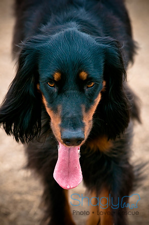Dog Park 02-20-2010-15