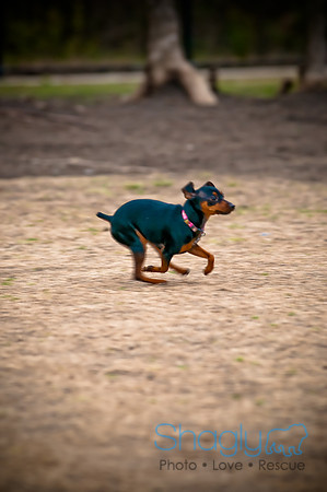 Dog Park 02-20-2010-21