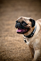 Dog Park 02-20-2010-8