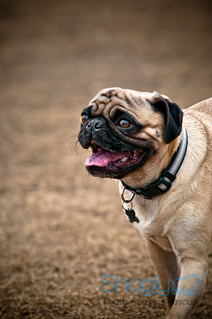 Dog Park 02-20-2010-8