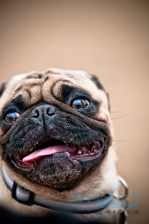 Dog Park 02-20-2010-39