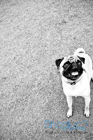 Dog Park 02-20-2010-31