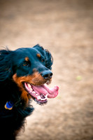Dog Park 02-20-2010-18