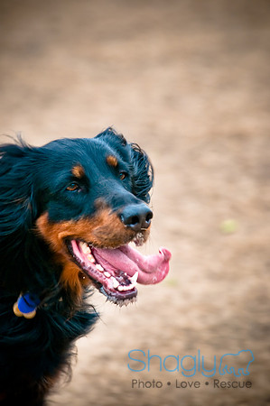 Dog Park 02-20-2010-18