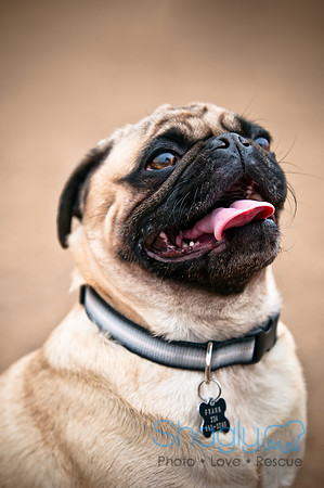 Dog Park 02-20-2010-41