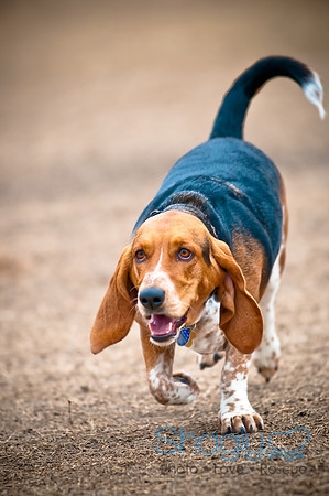Dog Park 02-20-2010-36