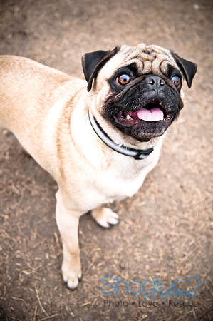 Dog Park 02-20-2010-33
