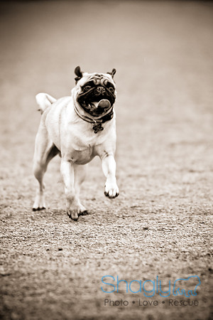 Dog Park 02-20-2010-44