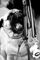 Dog Park 02-20-2010